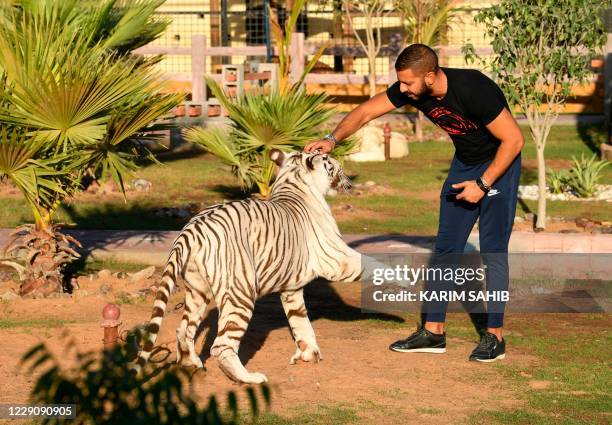 Trainer plays with a white tiger at Al-Buqaish private zoo in the Emirate of Sharjah on October 15, 2020.