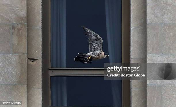 Peregrine Falcon carries its prey back to its nest past the Industrial National Bank Building, known as the "Superman Building," in Providence, RI on...