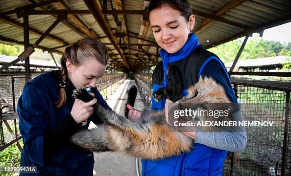 RUSSIA-NATURE-ANIMALS-SCIENCE-GENETICS RUSSIA-NATURE-ANIMALS-SCIENCE-GENETICS