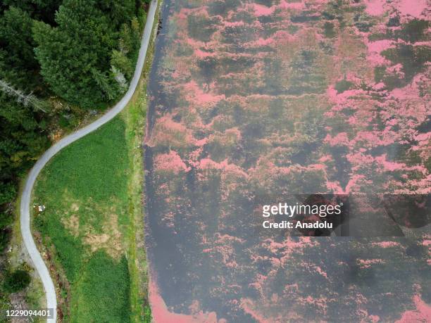 Drone photo shows cranberries float on the surface of a flooded bog during harvest at a cranberry farm in Pitt Meadows, British Columbia, Canada on...