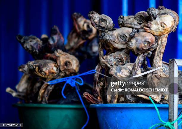 Llama fetuses are seen for sale at a store, in El Alto, Bolivia, on October 15, 2020. - Aymara chamans use coca leaf reading, an ancestral Andean...