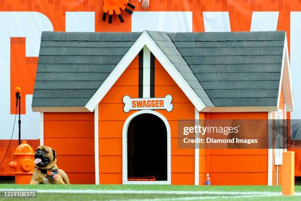 Team mascot Swagger of the Cleveland Browns on the sideline in the second quarter of a game against the Oakland Raiders on September 27, 2015 at...