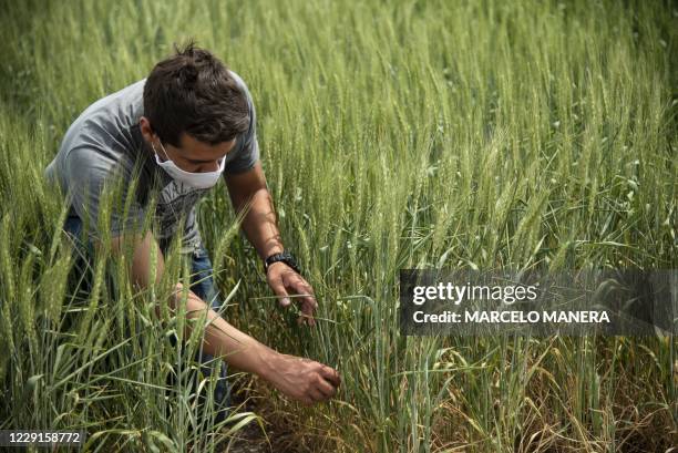 The agriculturist in charge of the experimental field, Giuliano Guerrini, inspects wheat genetically modified by the Bioceres agricultural...