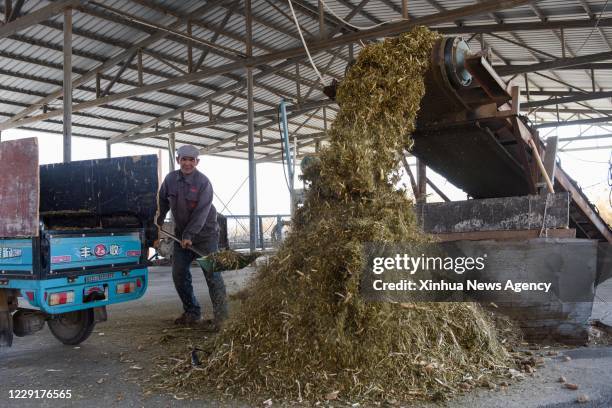 Fodder Worker 82 Manas County Stock Photos, High-Res Pictures, and Images - Getty Images
