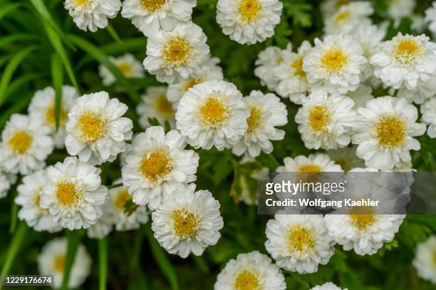 Feverfew or White Wonder flowers in a garden in Kirkland, Washington State, USA.