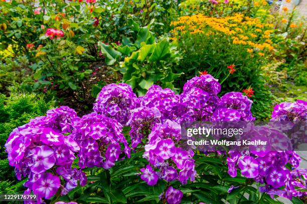 Phlox flowers in a garden in Kirkland, Washington State, USA.