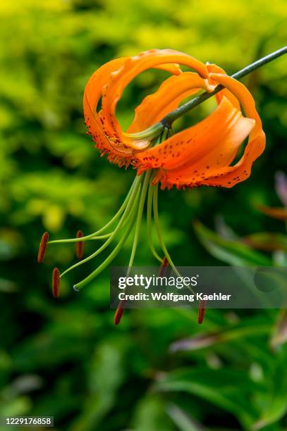 Close-up of a Tiger lily in a garden in Kirkland, Washington State, USA.