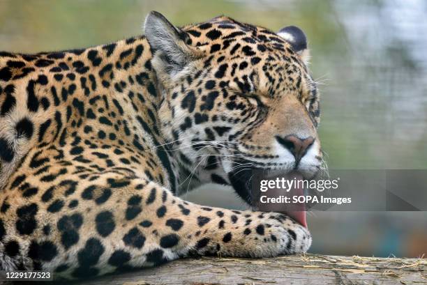 Jaguar licks its paw at Paradise Wildlife Park in Broxbourne, Hertfordshire.