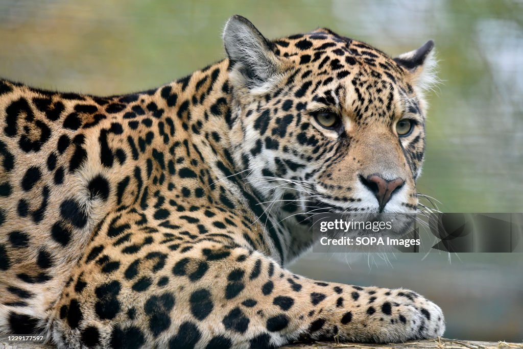 A Jaguar watches from its enclosure at Paradise Wildlife...