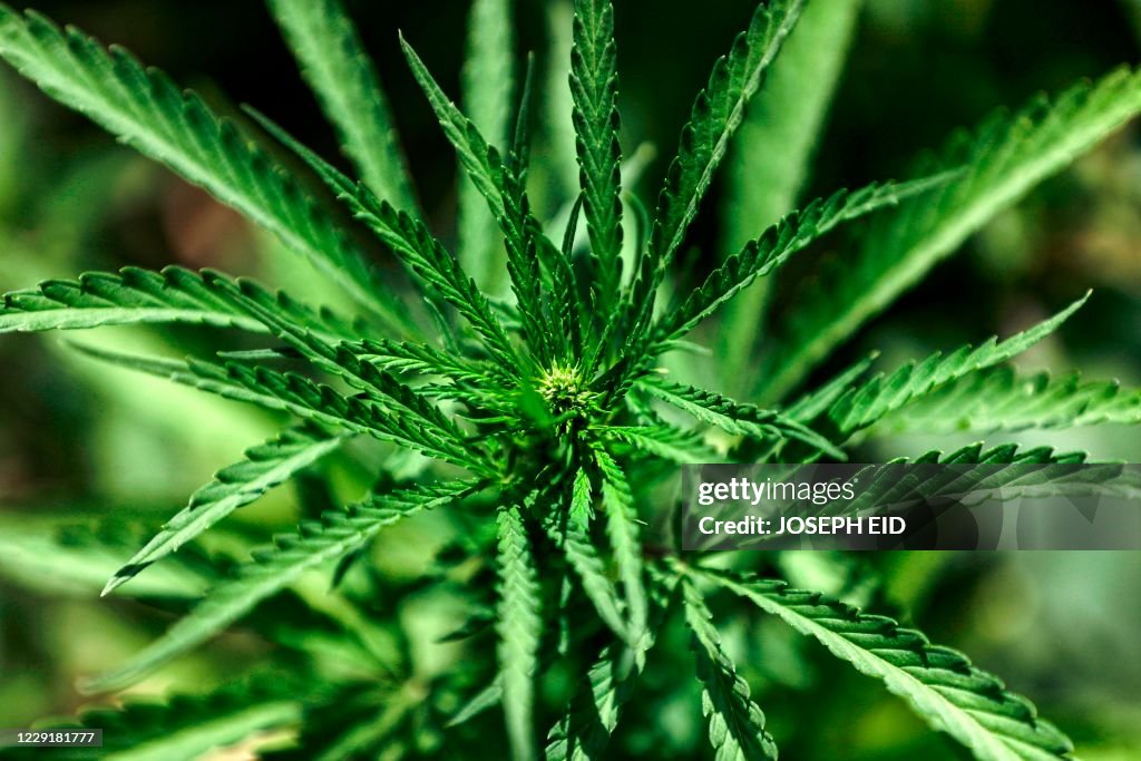 LEBANON-ECONOMY-AGRICULTURE-CANNABIS