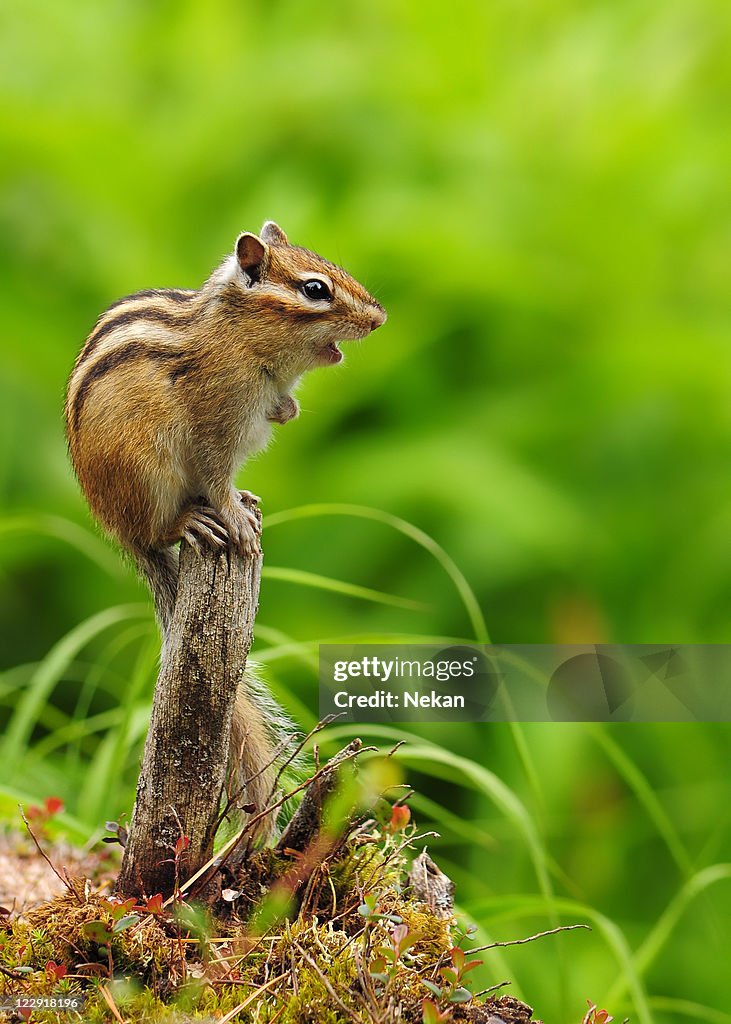 A beautiful chipmunk on a branch