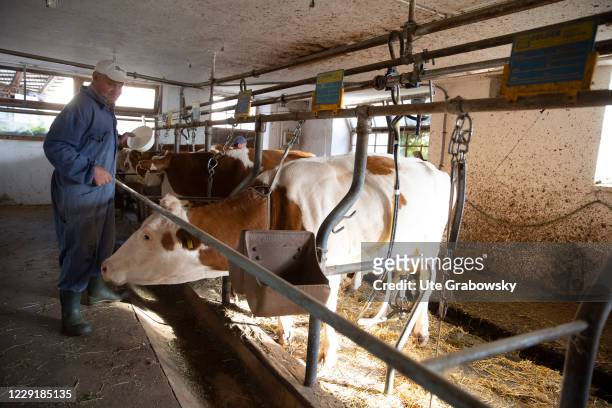 Farmer with his cows on a organic farm on October 06, 2020 in St. Peter, Italien.