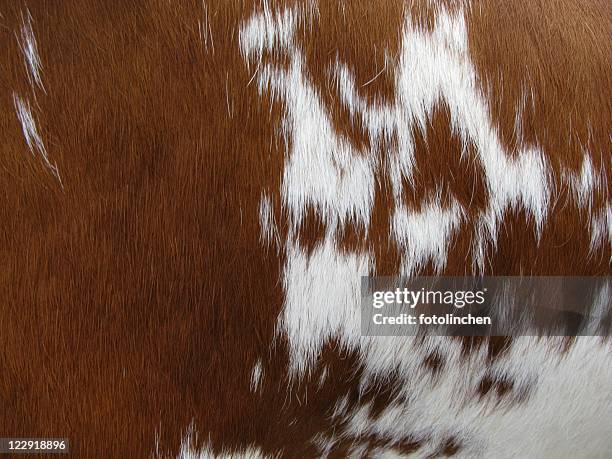 pelliccia di vacca - pelliccia-materiale-tessile foto e immagini stock