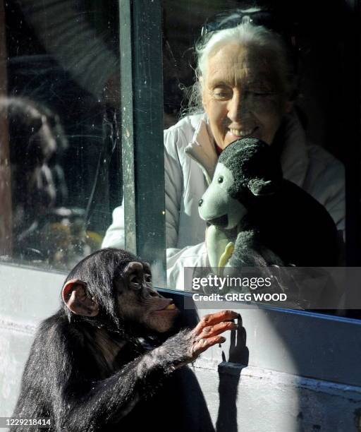 British naturalist Jane Goodall , looks out through a glass window towards 'Sule" , a young male chimpanzee at Sydney's Taronga Zoo on June 5, 2011....