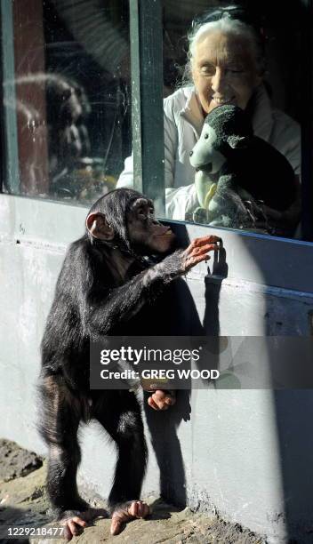 British naturalist Jane Goodall , looks out through a glass window towards 'Sule" , a young male chimpanzee at Sydney's Taronga Zoo on June 5, 2011....