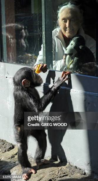 British naturalist Jane Goodall , looks out through a glass window towards 'Sule" , a young male chimpanzee at Sydney's Taronga Zoo on June 5, 2011....