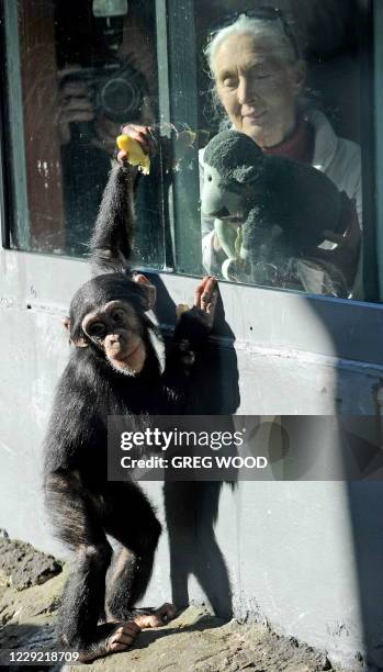 British naturalist Jane Goodall , looks out through a glass window towards 'Sule" , a young male chimpanzee at Sydney's Taronga Zoo on June 5, 2011....