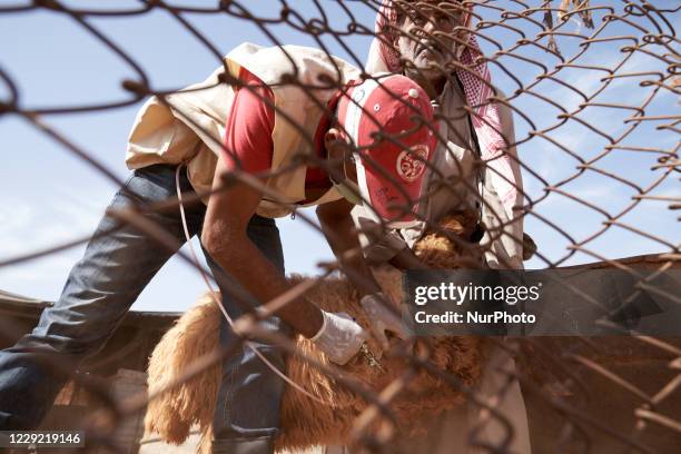 Vaccinating sheep against Foot-and-mouth disease in refugee camps near Idlib province, Syria on October 20, 2020