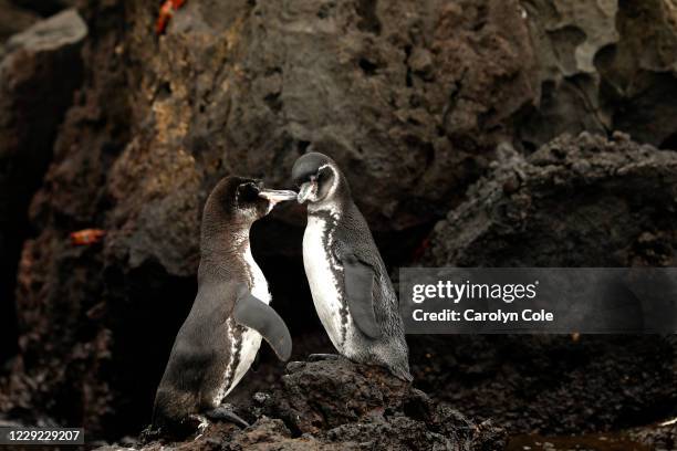 Galapagos Islands, Ecuador-Oct. 1, 2020 - Two Galapagos penguins rub beaks on the shore of. The Galapagos Islands are the breeding ground for many...