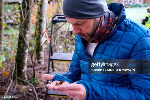 Washington State Department of Agriculture entomologist Chris Looney looks at two of the dozens of Asian giant hornets he vacuumed from a nest in a...
