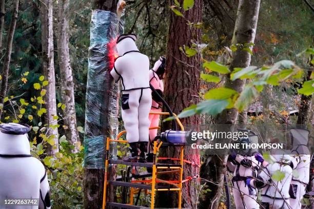 Washington State Department of Agriculture workers work to vacuum a nest of Asian giant hornets from a tree on October 24 in Blaine, Washington. -...