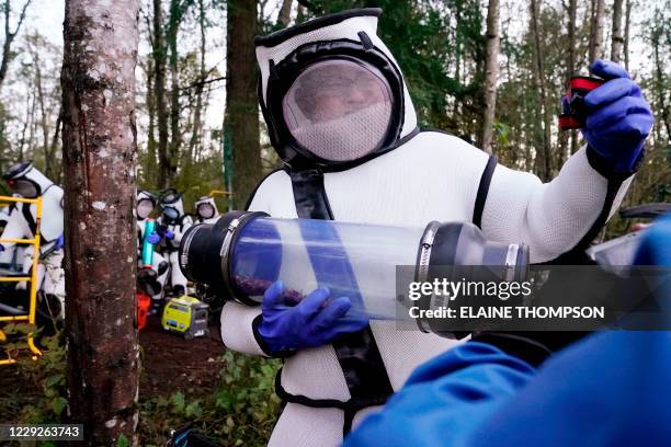 Sven Spichiger, Washington State Department of Agriculture managing entomologist, smiles as he walks with a canister of Asian giant hornets vacuumed...