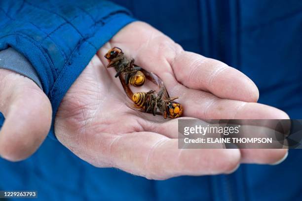 Washington State Department of Agriculture workers holds two of the dozens of Asian giant hornets vacuumed from a tree on October 24 in Blaine,...