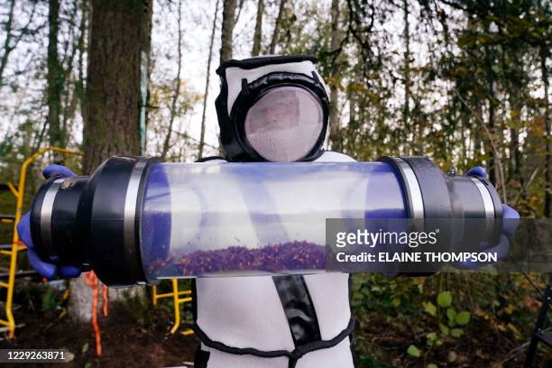 Sven Spichiger, Washington State Department of Agriculture managing entomologist, displays a canister of Asian giant hornets vacuumed from a nest in...
