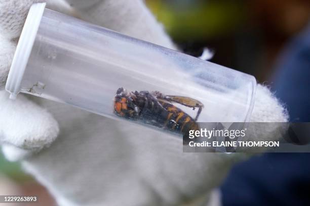 Washington State Department of Agriculture worker displays an Asian giant hornet taken from a nest on October 24 in Blaine, Washington. - Scientists...