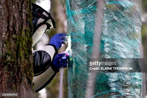 Wearing a protective suit, Washington State Department of Agriculture entomologist Chris Looney fills a tree cavity with carbon dioxide after...