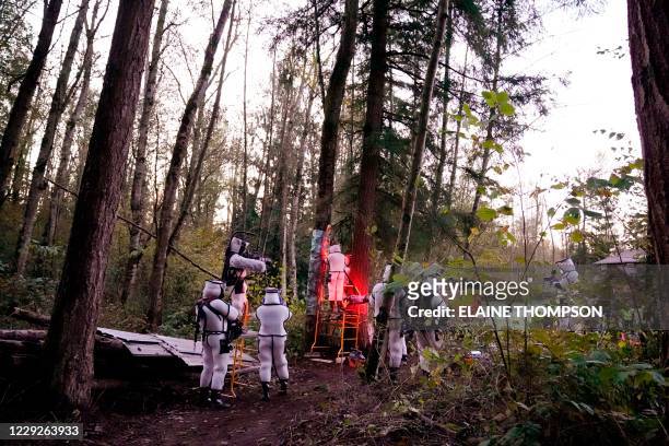 Washington State Department of Agriculture workers, wearing protective suits and working in pre-dawn darkness illuminated with red lamps, vacuum a...