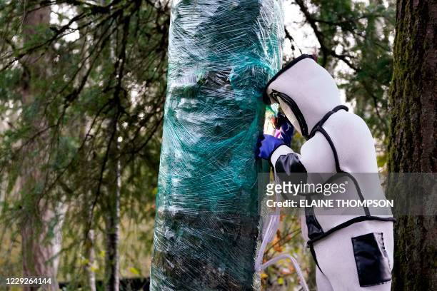 Wearing a protective suit, Washington State Department of Agriculture entomologist Chris Looney fills a tree cavity with carbon dioxide after...