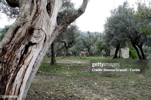 View of the olive trees in Mompeo, the heart of Sabina, famous for the production of olive oil on October 25, 2020 in Rieti, Italy. The National...