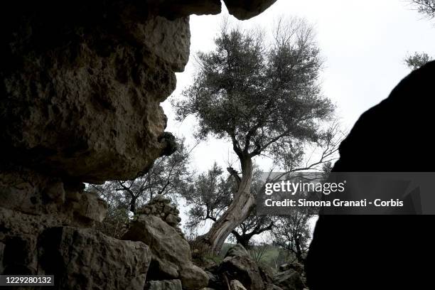 People walk among the olive trees in Mompeo, the heart of Sabina, famous for the production of olive oil on October 25, 2020 in Rieti, Italy. The...