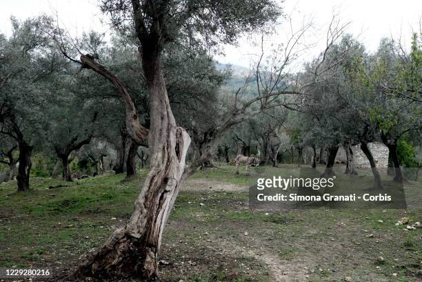 View of the olive trees in Mompeo, the heart of Sabina, famous for the production of olive oil on October 25, 2020 in Rieti, Italy. The National...