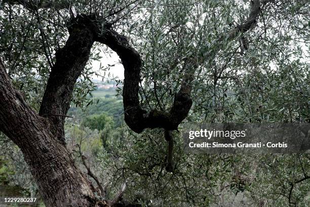 View of the olive trees in Mompeo, the heart of Sabina, famous for the production of olive oil on October 25, 2020 in Rieti, Italy. The National...