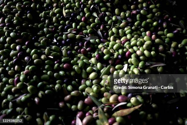 Olives in the oil mill "il Viarino" being made into olive oil, in Mompeo, the heart of Sabina, famous for the production of olive oil on October 25,...