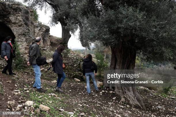 People walk among the olive trees in Mompeo, the heart of Sabina, famous for the production of olive oil on October 25, 2020 in Rieti, Italy. The...