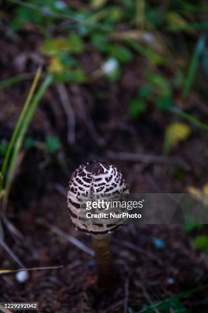 Parasol mushroom grows in as forests turn misty and colorful in autumn season in Beskidy mountains in the south of Poland on October 24, 2020.