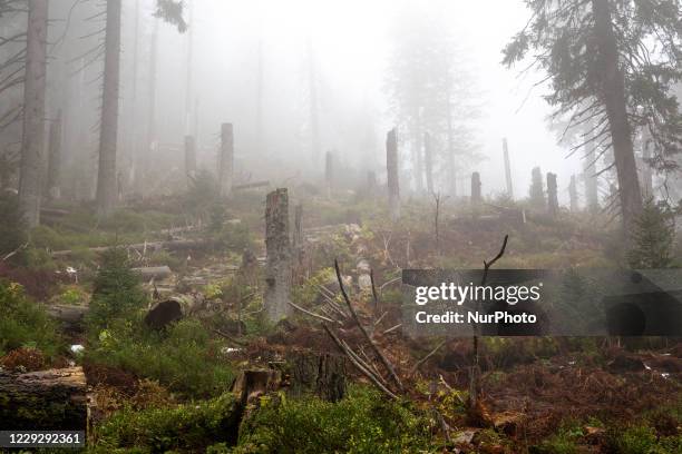 Forests turn misty and colorful in autumn season in Beskidy mountains in the south of Poland on October 24, 2020. Since Saturday, October 24 whole...