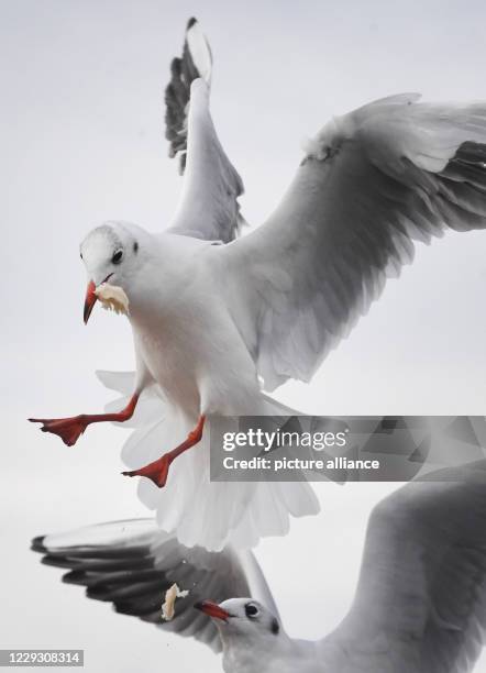 October 2020, Mecklenburg-Western Pomerania, Heringsdorf: In flight a seagull grabs food at the Baltic beach in Heringsdorf. Photo: Stefan...