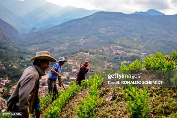 Farmers work on a coca plantation in Trinidad Pampa, Yungas, Bolivia on October 24, 2020. - Coca growers of the Yungas region of western Bolivia have...