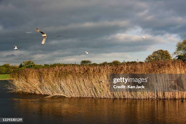 Gulls catch the morning sun as they fly over a reed bed in a Montrose park, on October 28, 2020 in Montrose, Scotland.