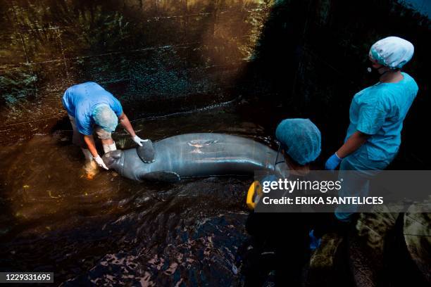 Manatee Reproduction Process Manatee Feeding Photos and Premium High Res Pictures - Getty Images