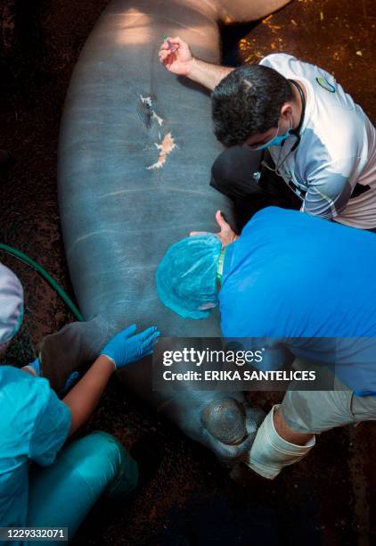 Manatee Reproduction Process Manatee Vertical Photo Photos and Premium High Res Pictures - Getty Images