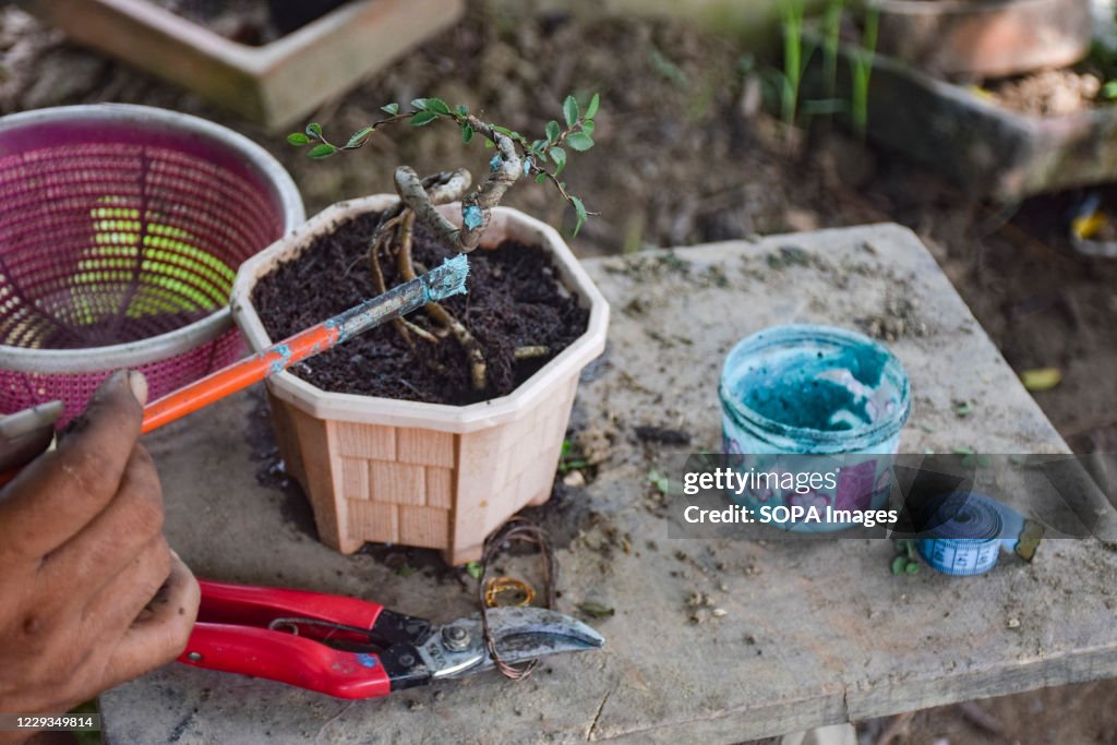 The Bonsai artist uses Petroleum Jelly in cutting the stem...