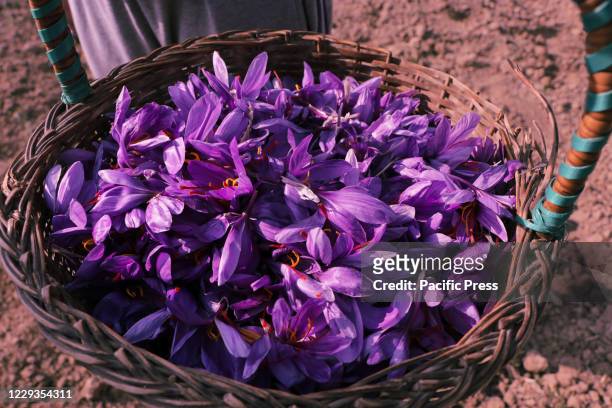 Traditional basket is filled with saffron at a farm in Pampore on the outskirts of Srinagar. The cultivation of saffron, which in India sells for...