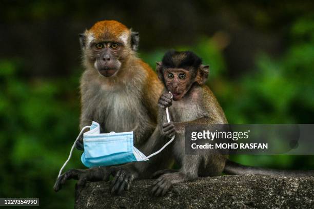 Macaque monkeys play with a face mask, used as a preventive measure against the spread of the COVID-19 novel coronavirus, left behind by a passerby...