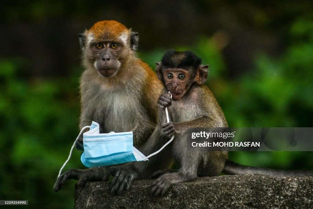 TOPSHOT-MALAYSIA-HEALTH-VIRUS-ANIMAL