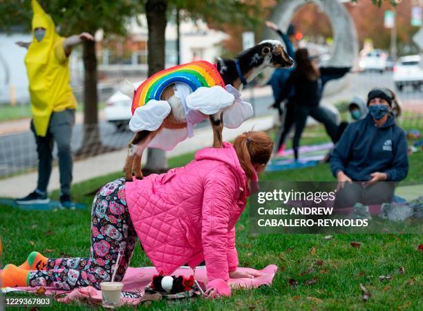 Goat in rainbow costumes stands on the back of a woman doing a yoga pose during a Halloween costume goat yoga event, with goats from the Walnut Creek...